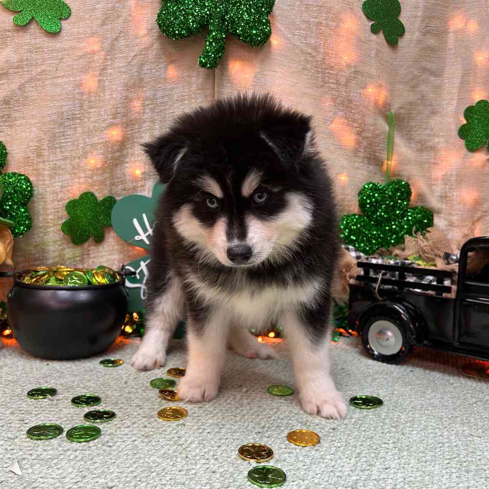 carousel pet images