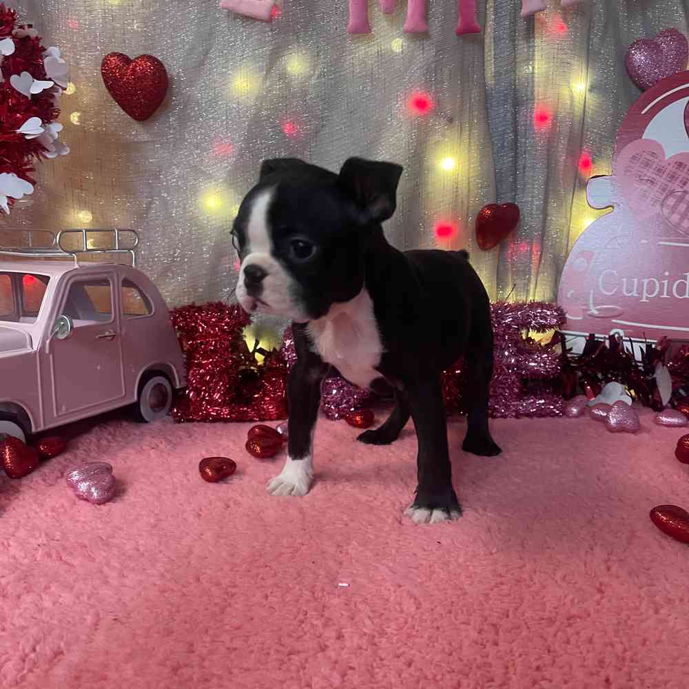 carousel pet images