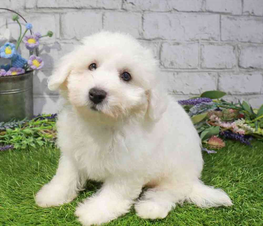 carousel pet images