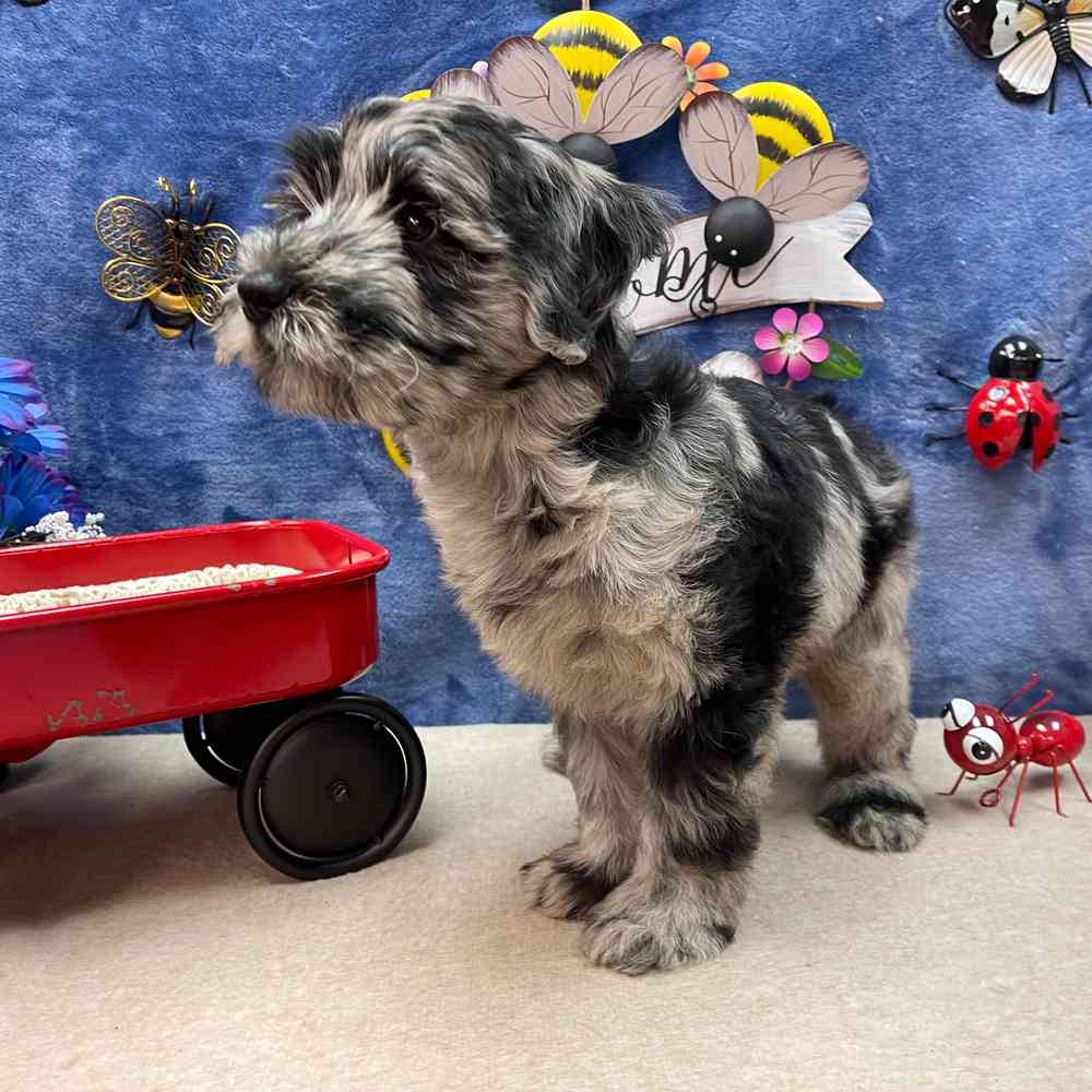 carousel pet images