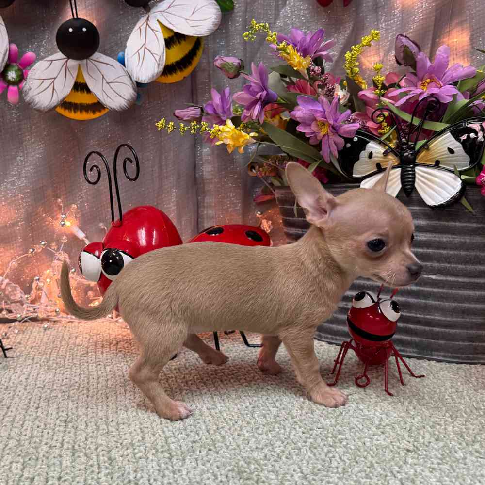 carousel pet images