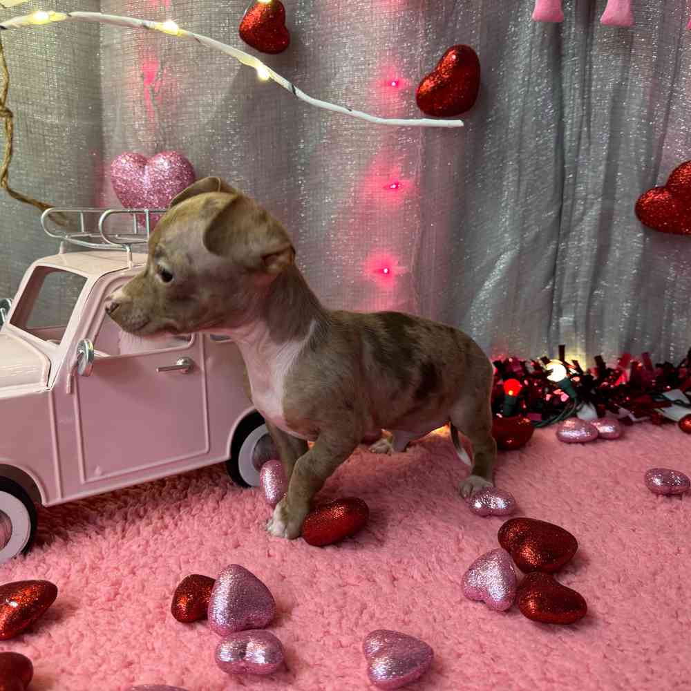 carousel pet images