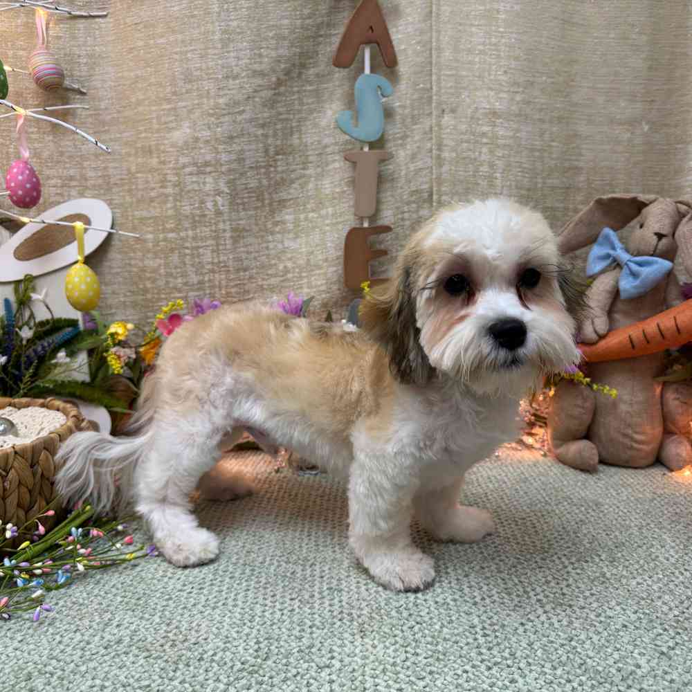 carousel pet images