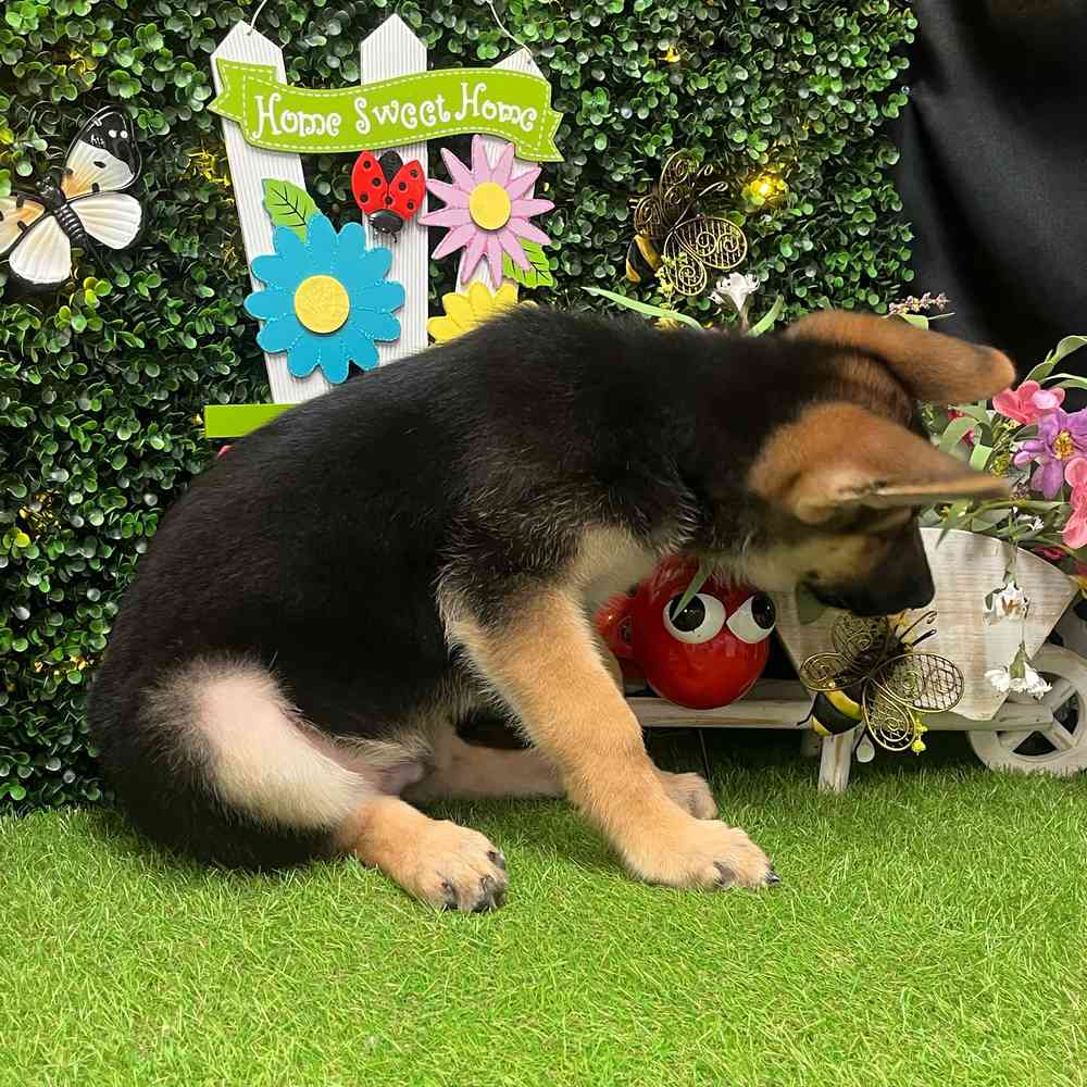 carousel pet images