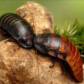 Madagascar Hissing Cockroaches