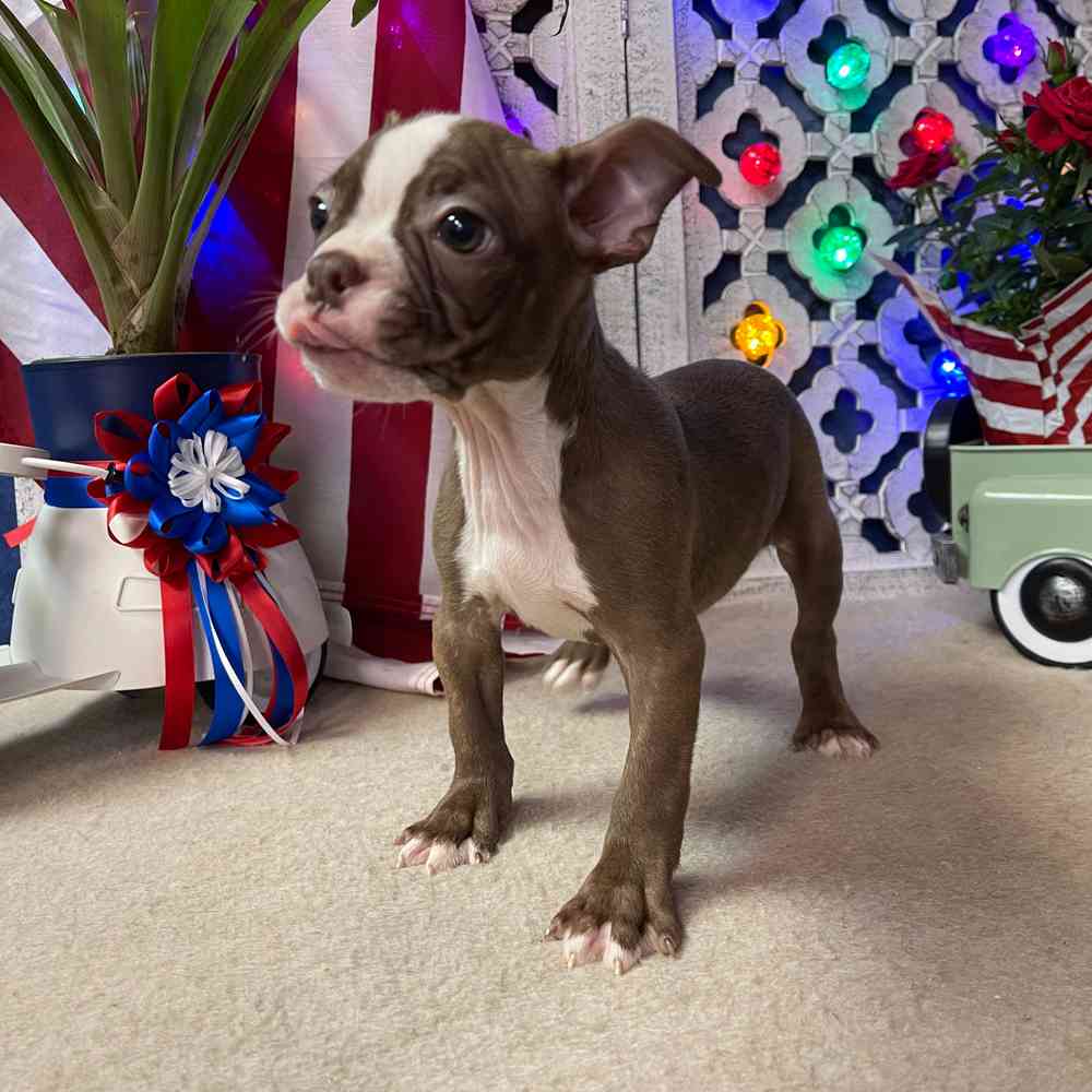 carousel pet images