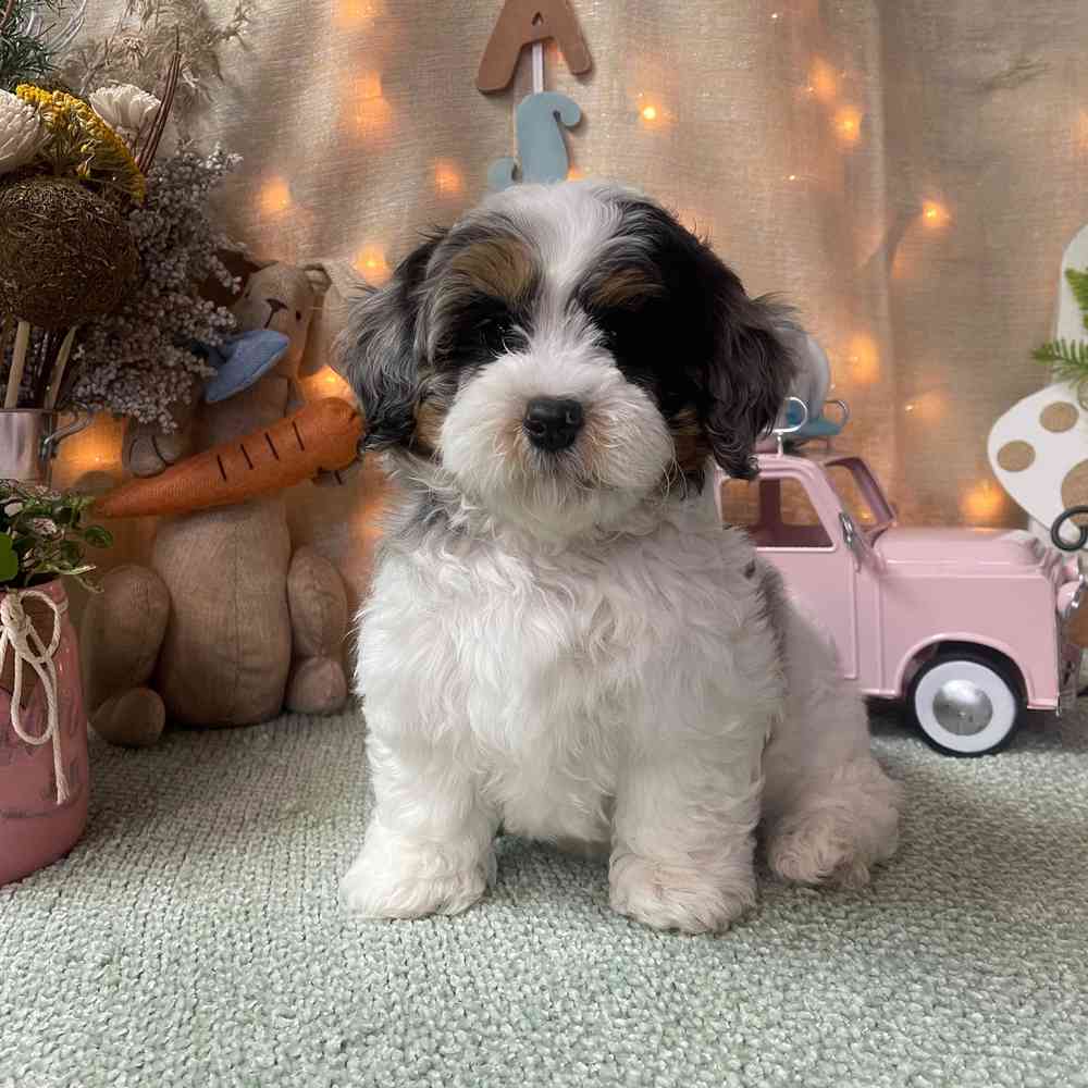 carousel pet images