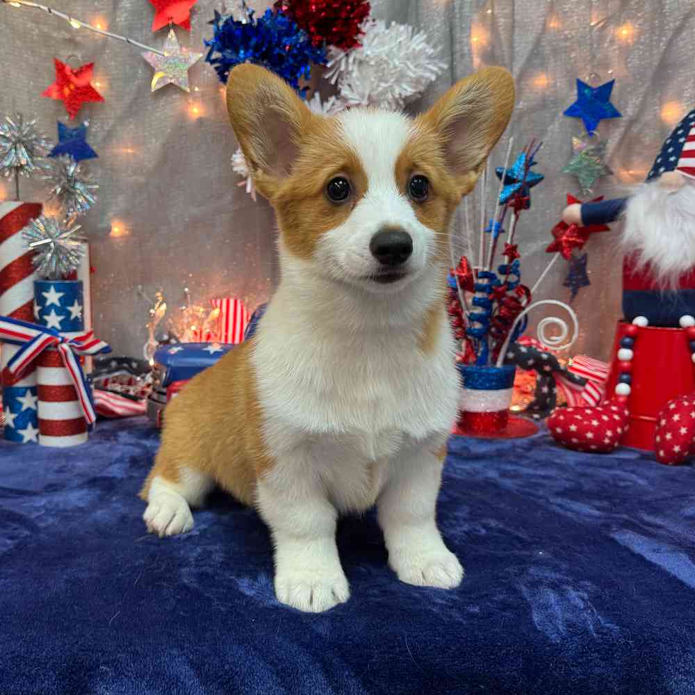 carousel pet images