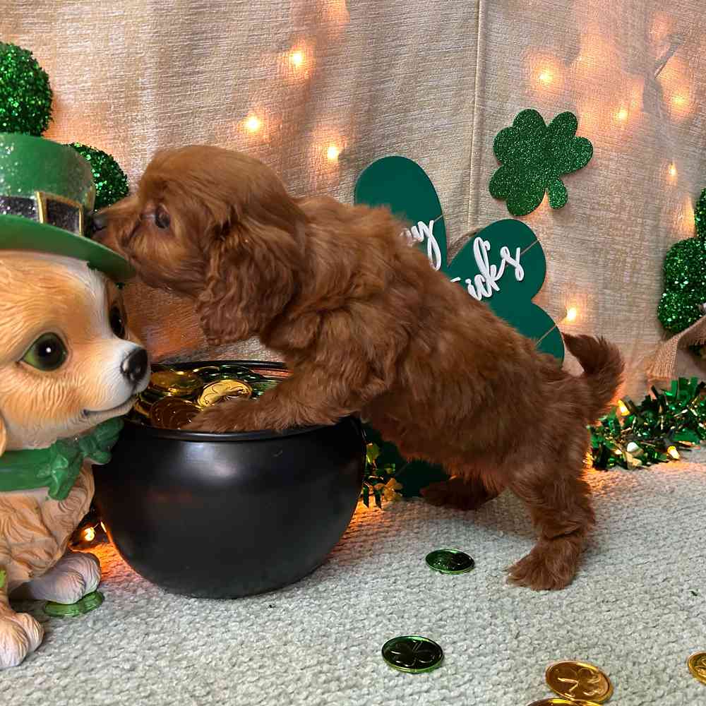 carousel pet images