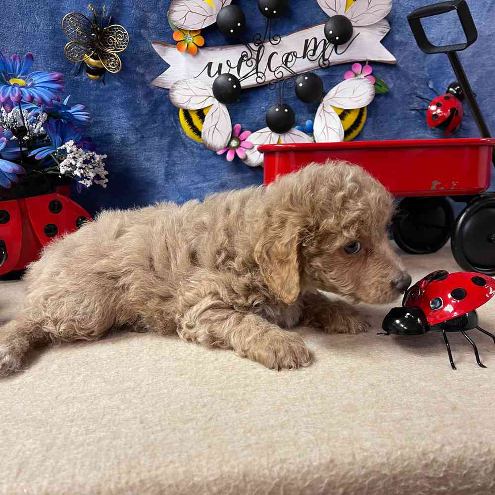 carousel pet images
