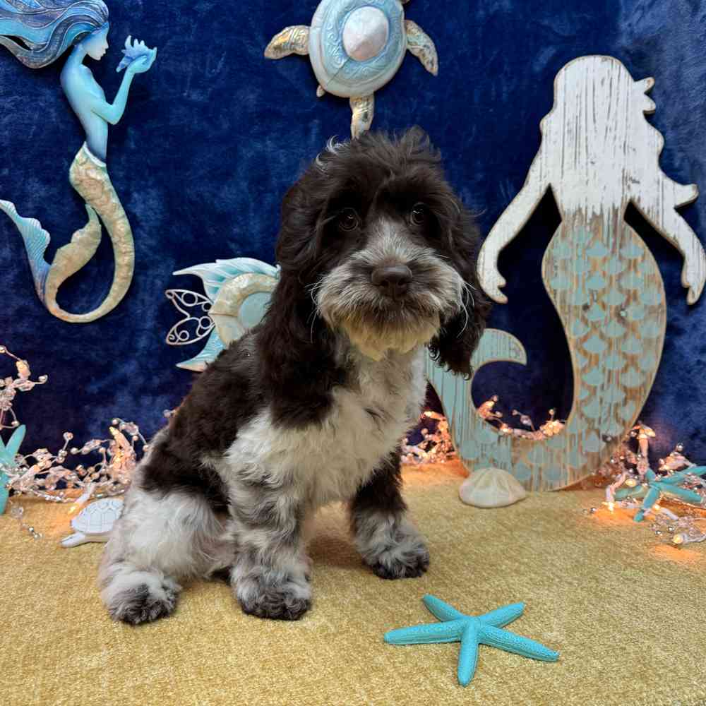 carousel pet images