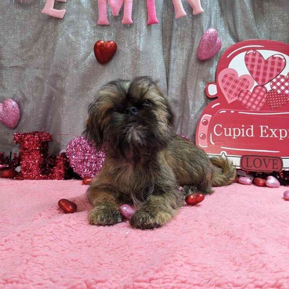 carousel pet images