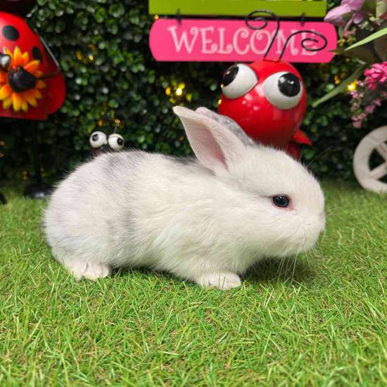 Flemish Giant Holland Lop Mix