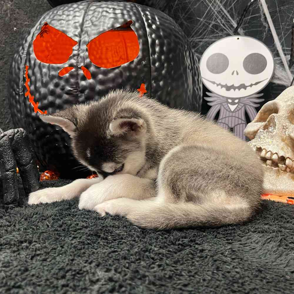 carousel pet images