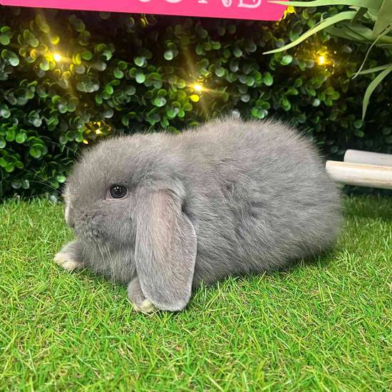 Holland Lop