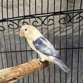 Lovebird