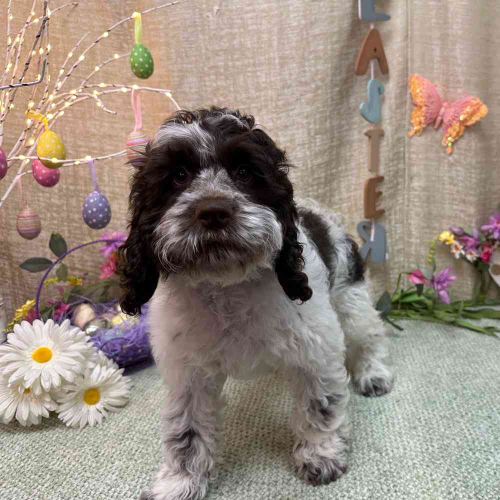 carousel pet images