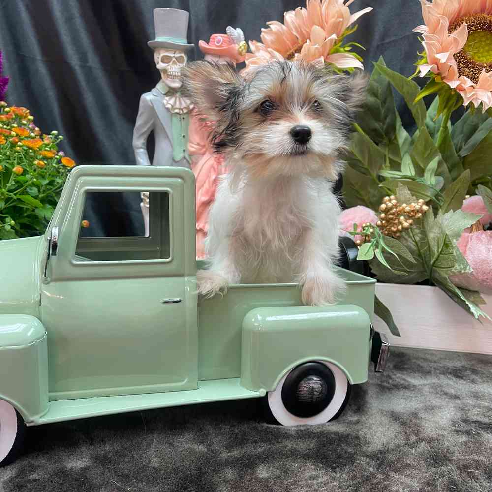 carousel pet images