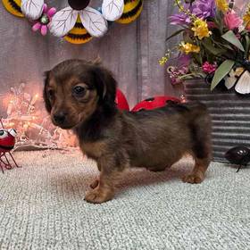 Dachshund
