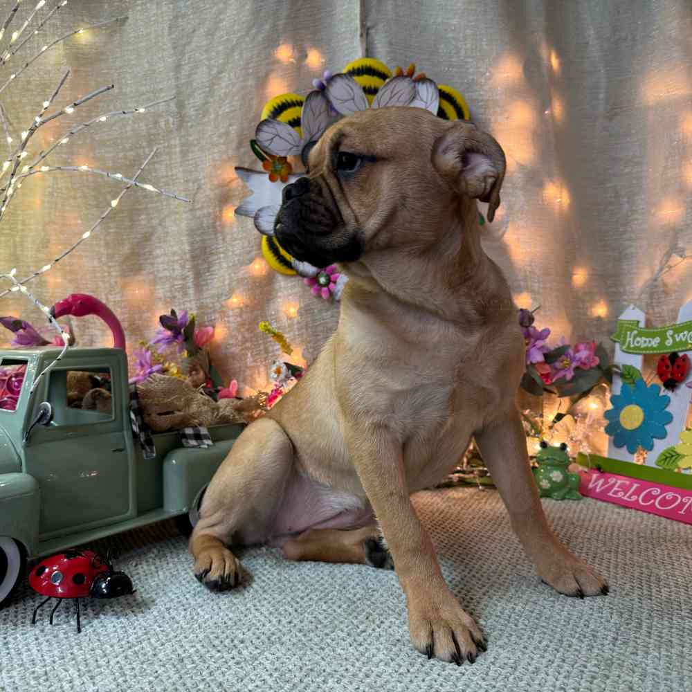 carousel pet images