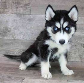 Siberian Husky