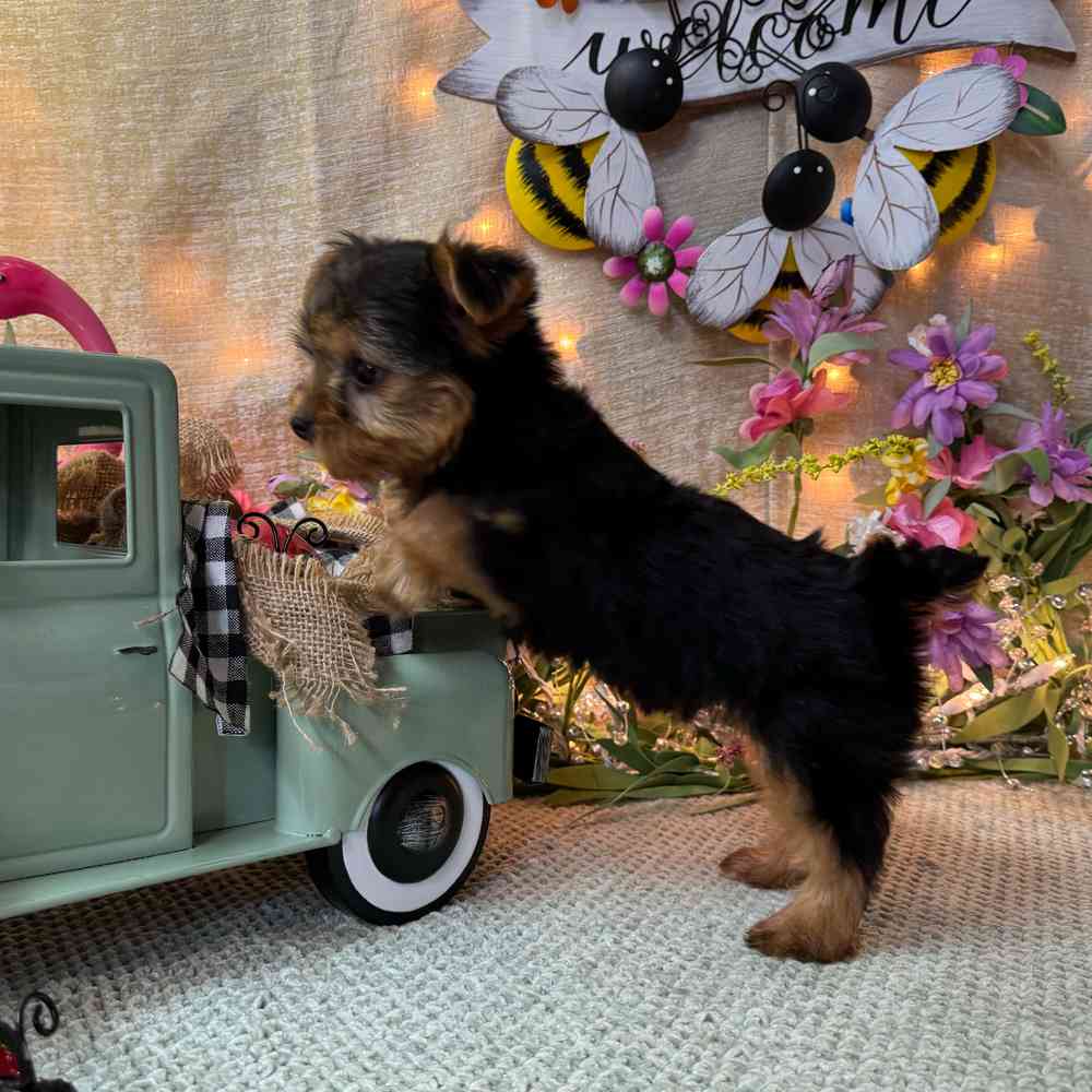 carousel pet images