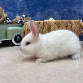 Flemish Giant Mix