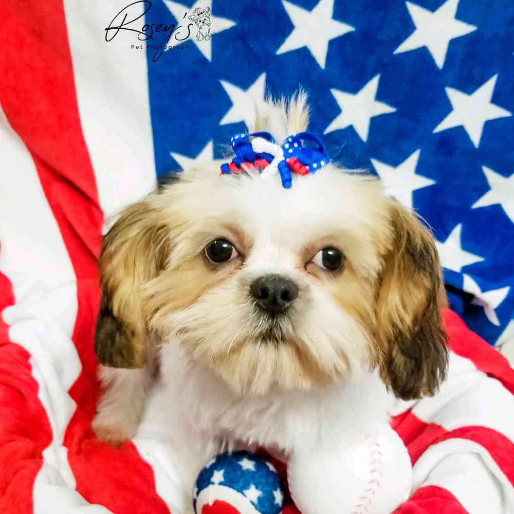 carousel pet images