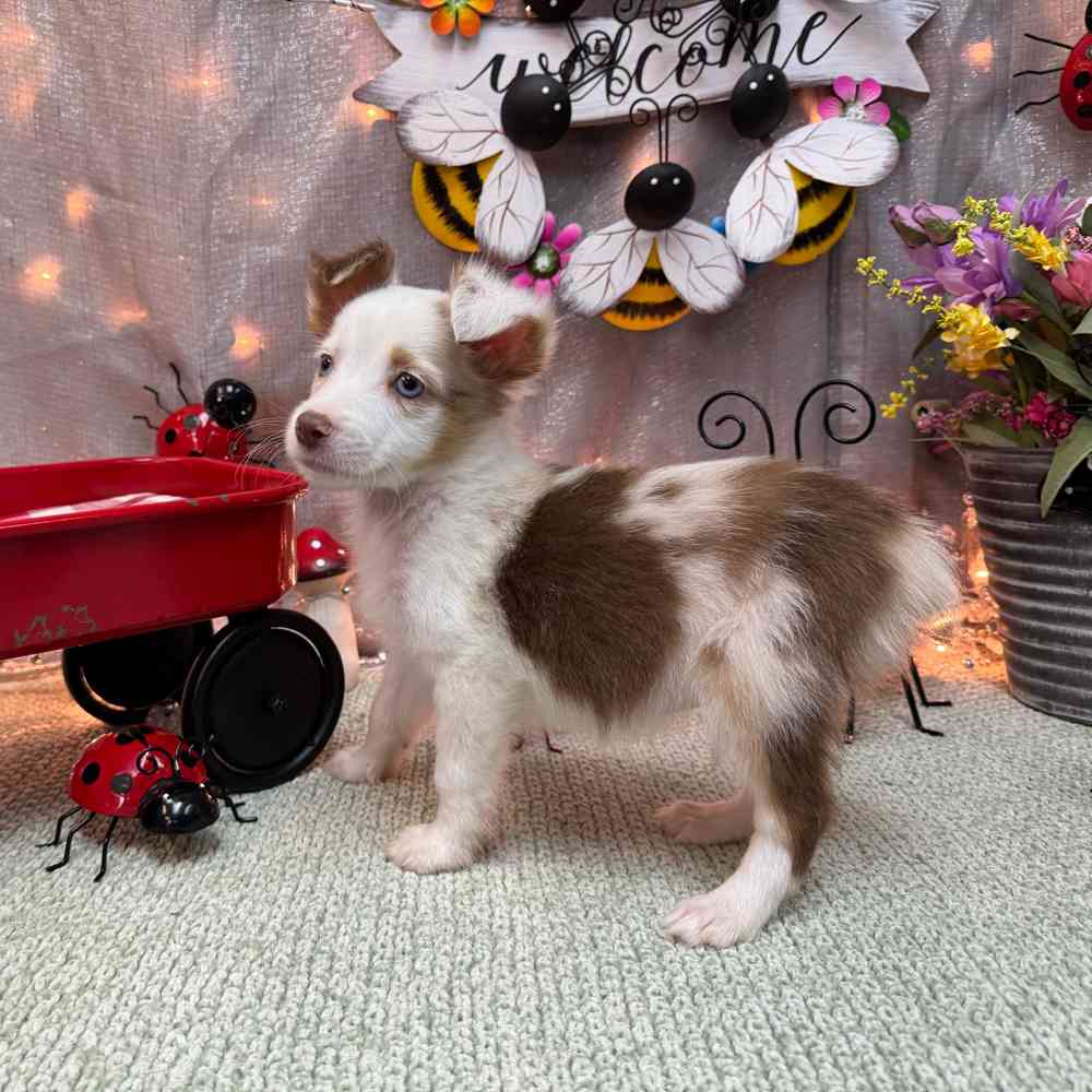 carousel pet images