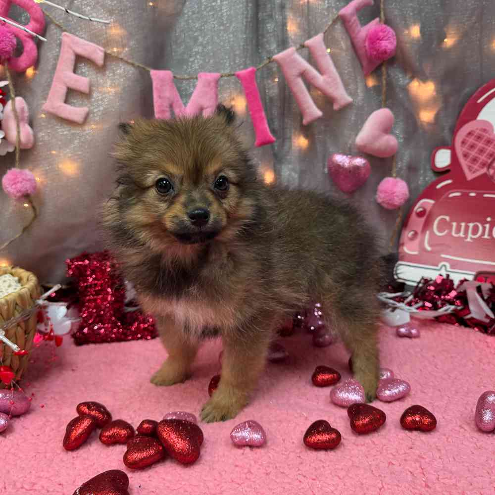 carousel pet images