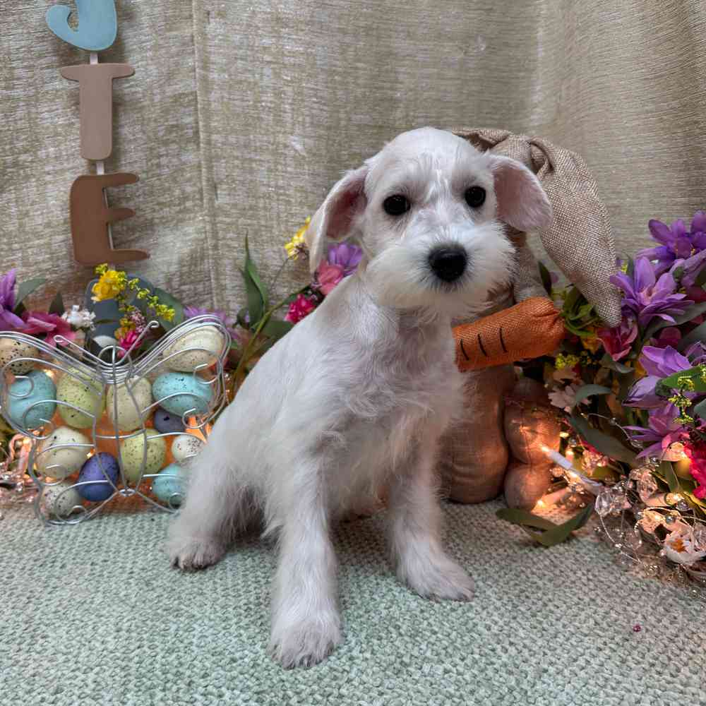 Image of a pet breed in the gallery