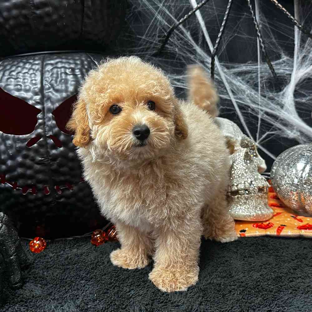carousel pet images