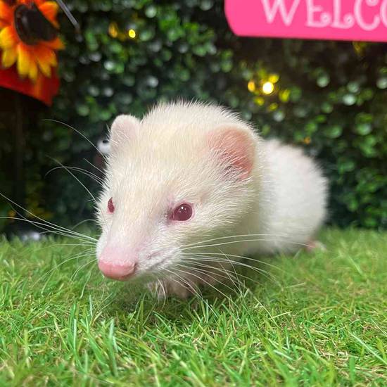 Ferret