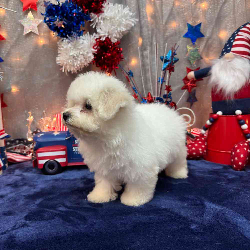 carousel pet images