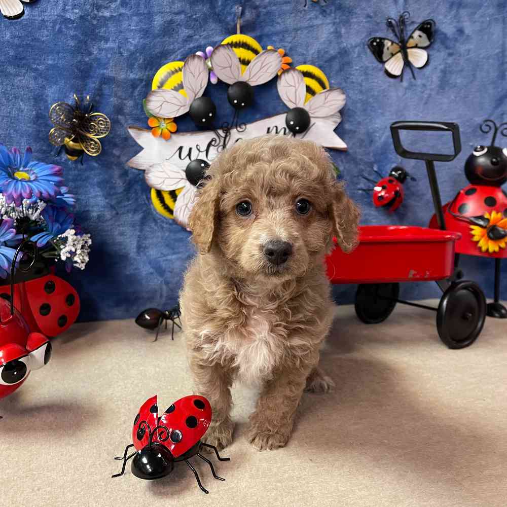 carousel pet images
