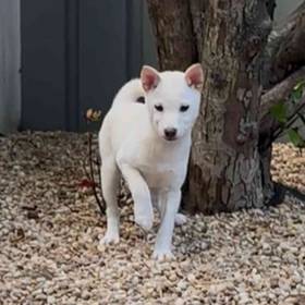 Shiba Inu