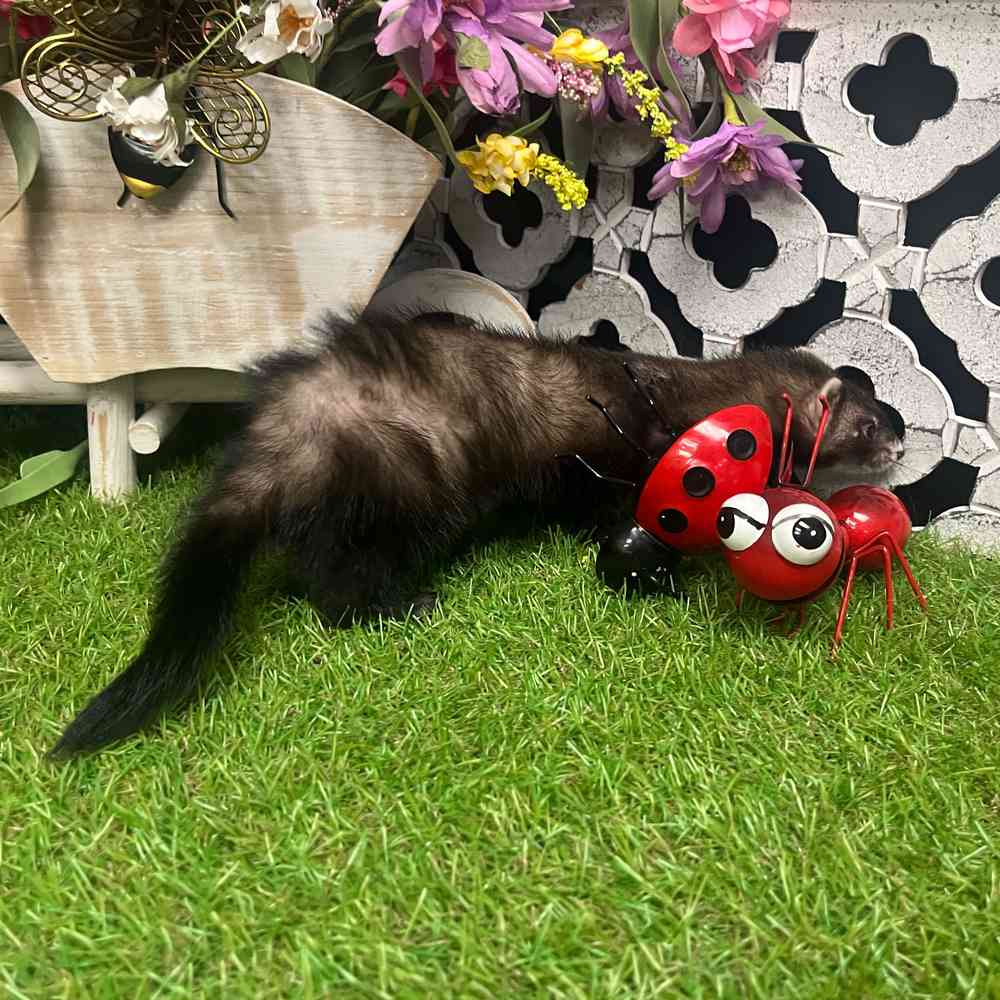 carousel pet images