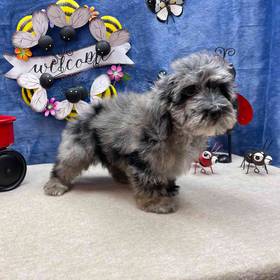 Cockapoo