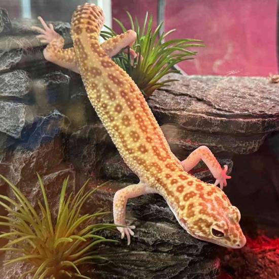 Leopard Gecko