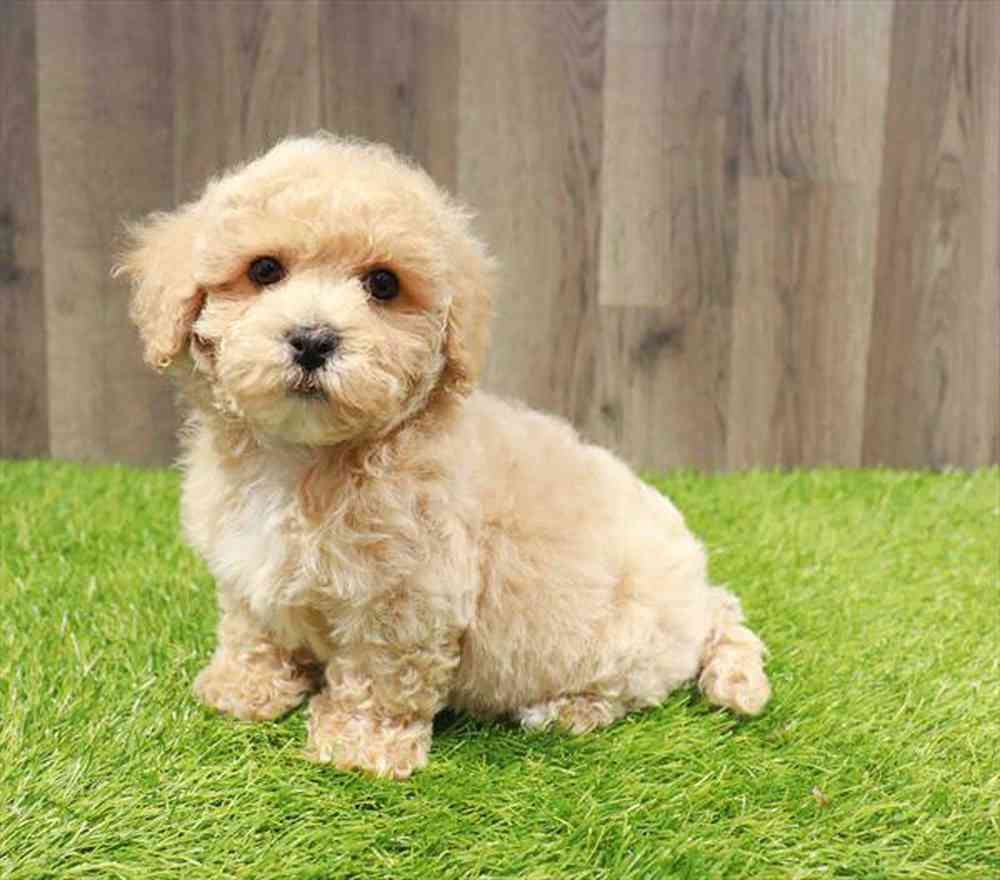 Image of a pet breed in the gallery
