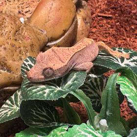 Crested Gecko