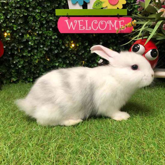 Flemish Giant Holland Lop Mix