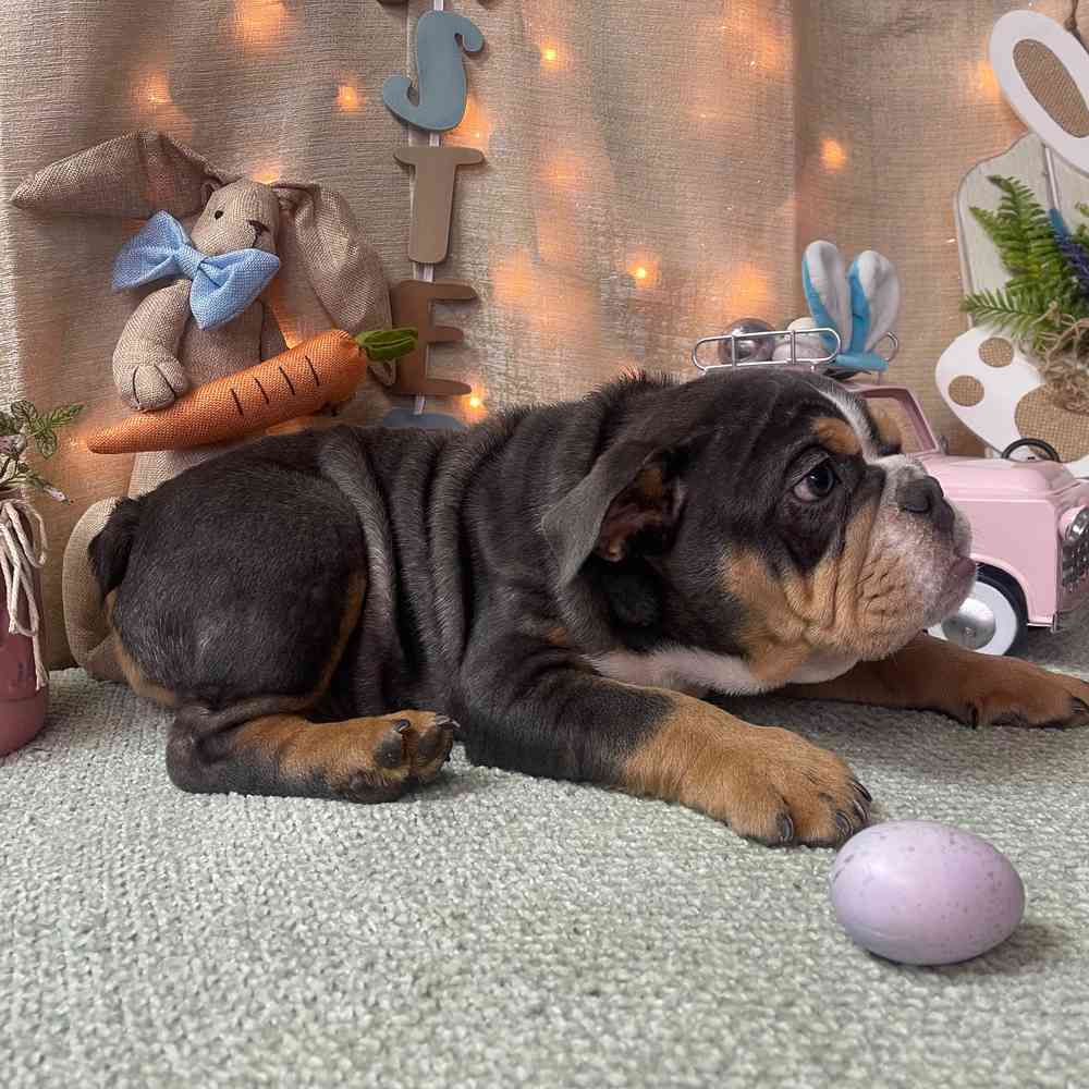 carousel pet images