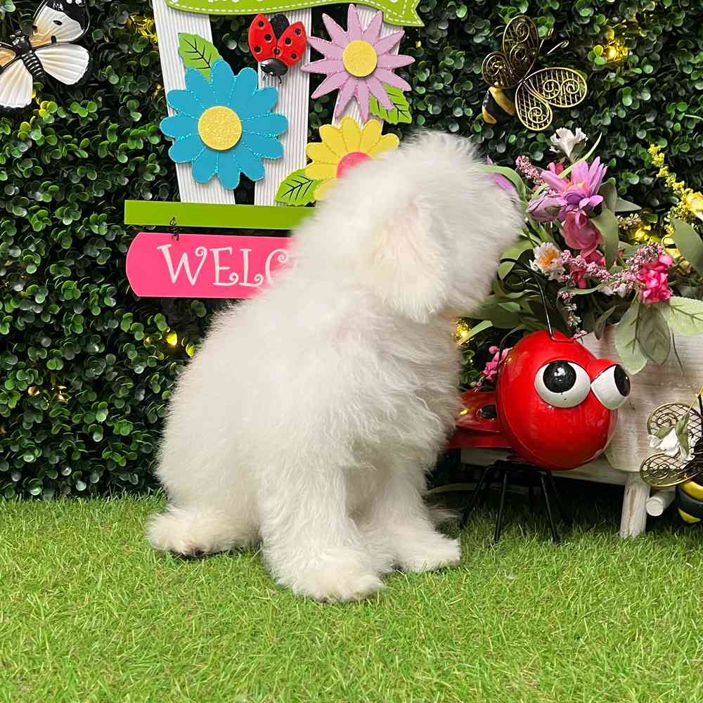 carousel pet images