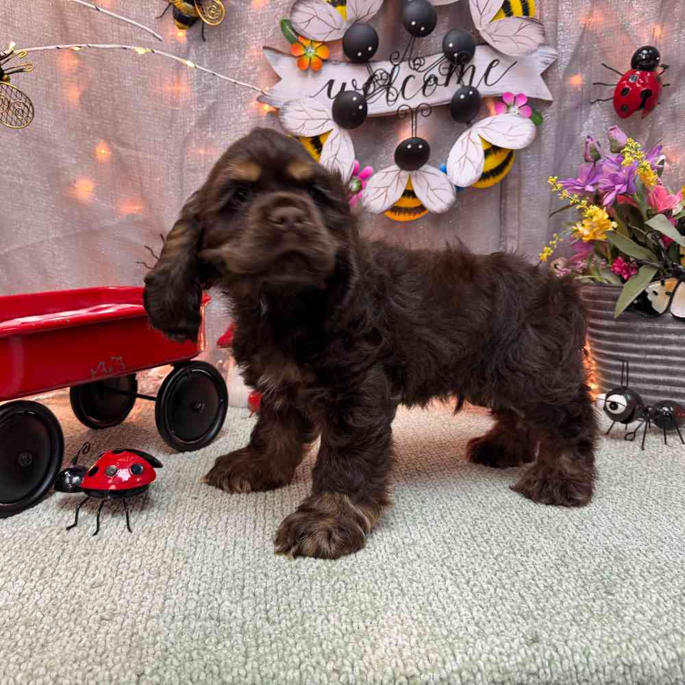 Image of a pet breed in the gallery