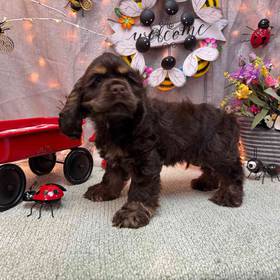 Cocker Spaniel