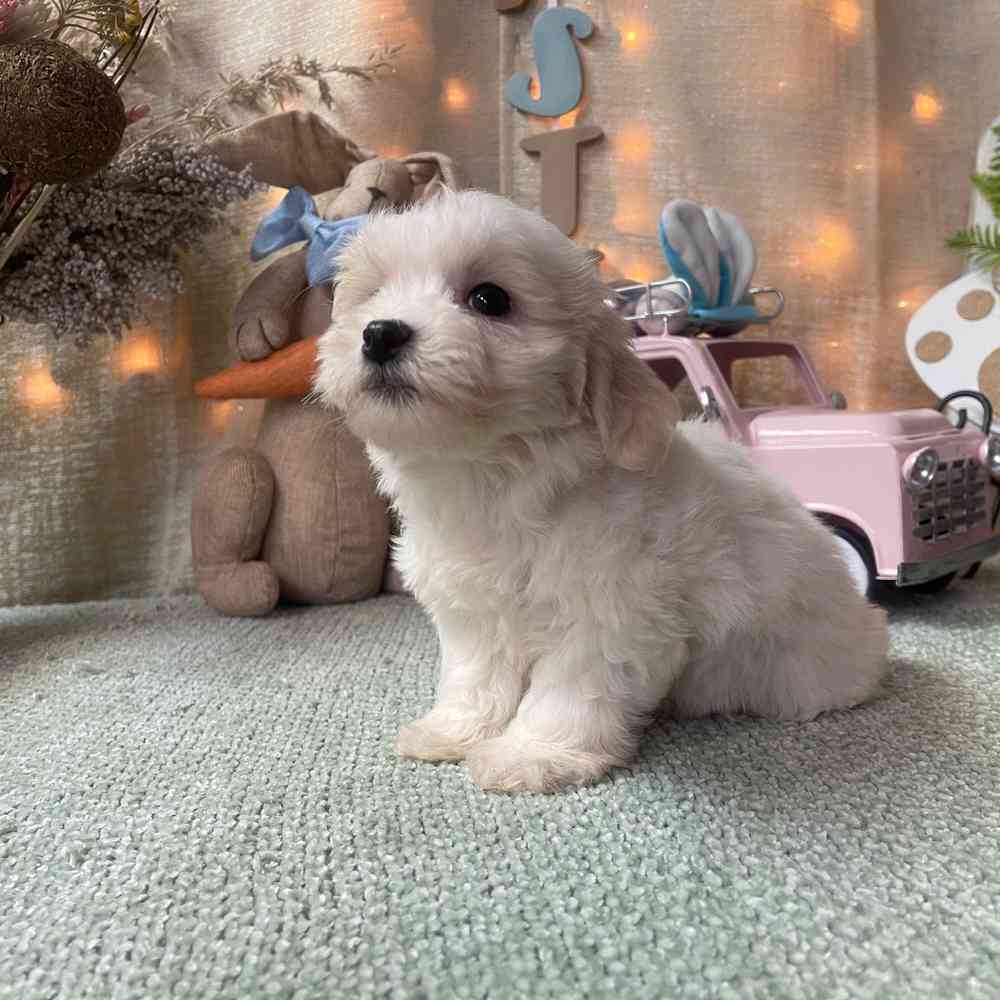 carousel pet images