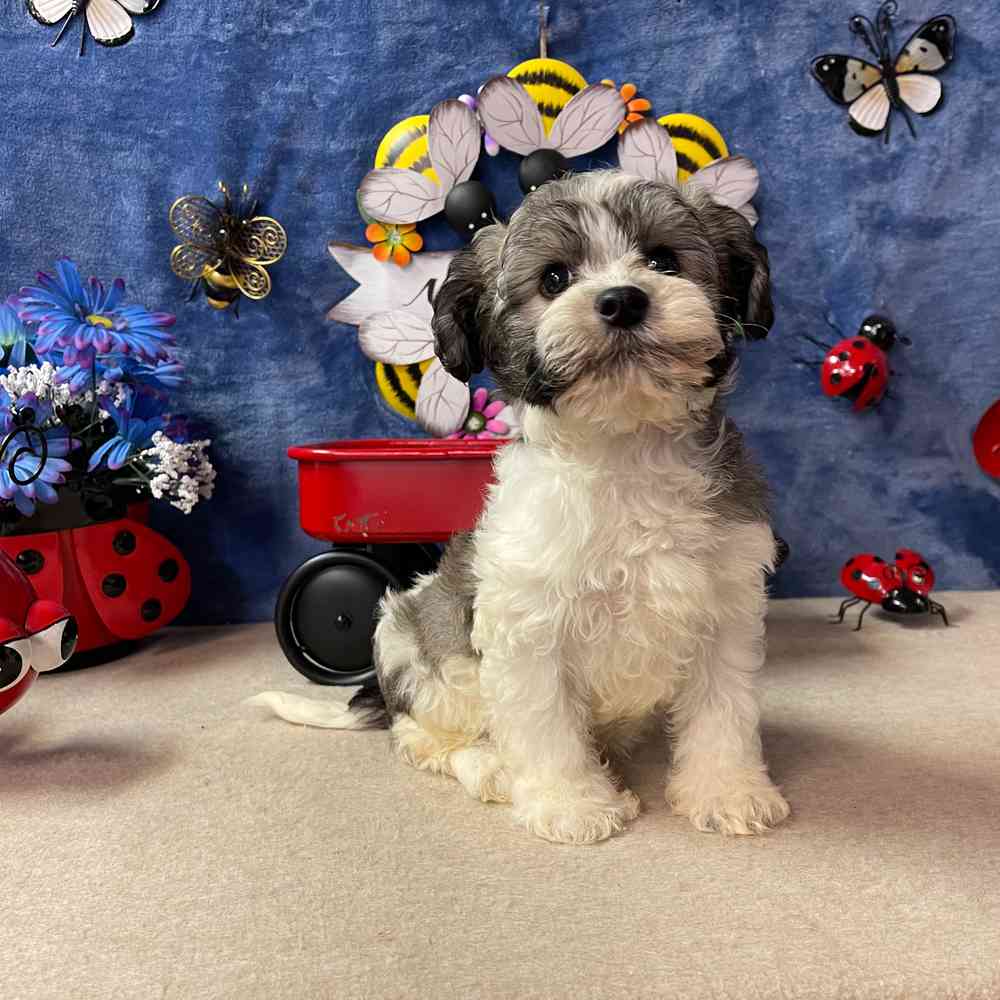 carousel pet images