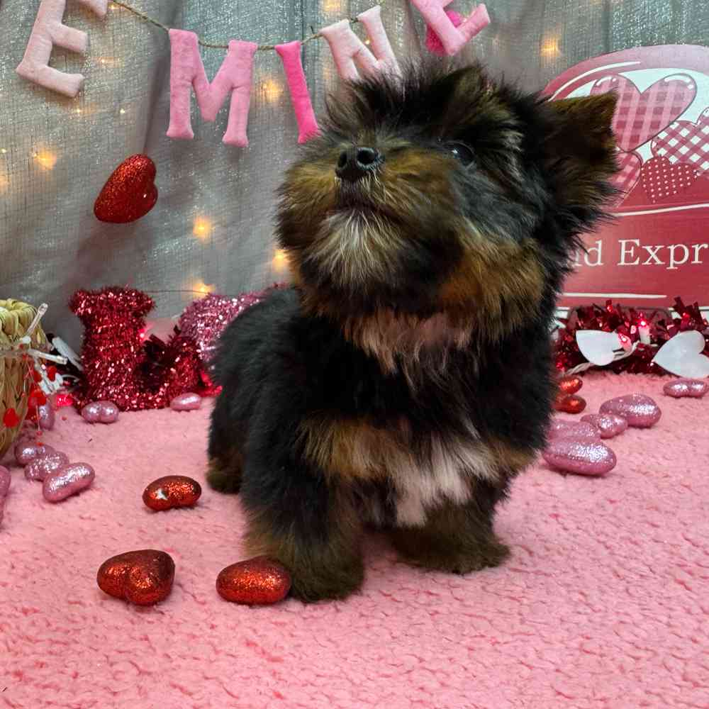 carousel pet images