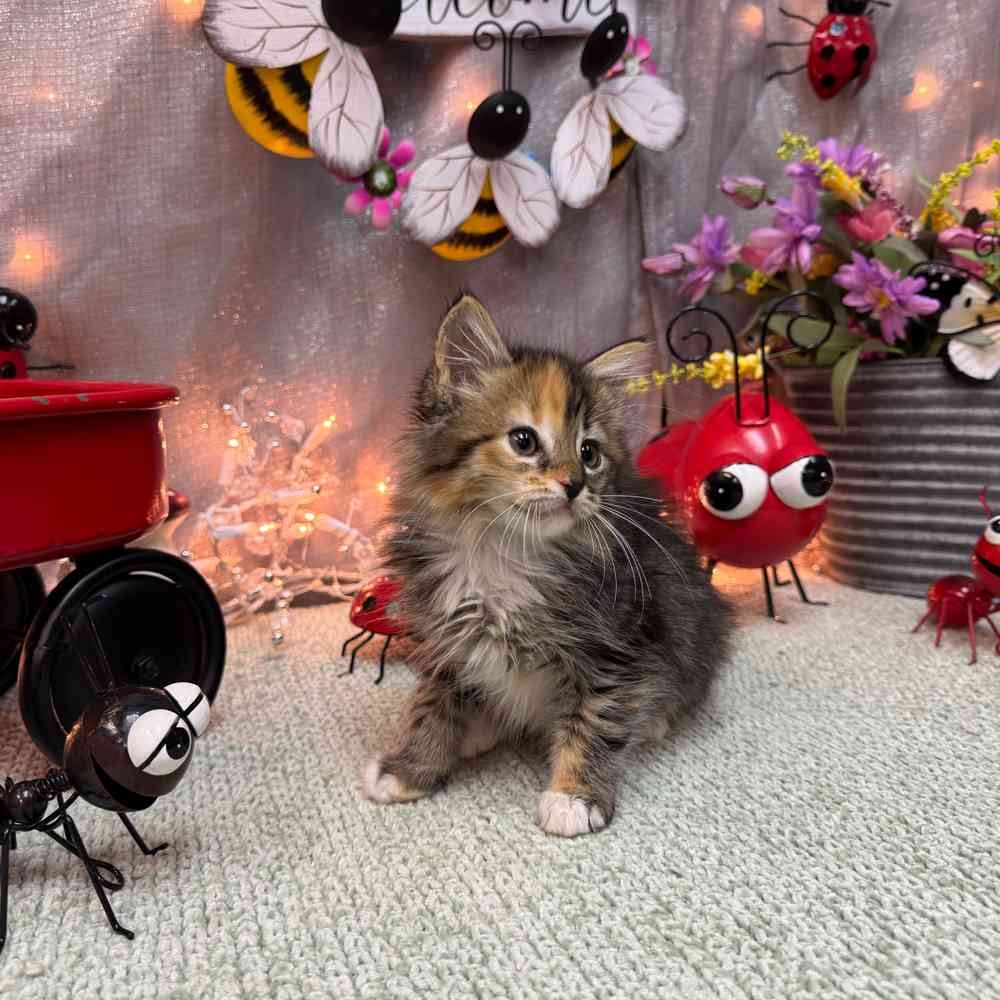 carousel pet images